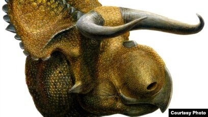 Fosil Dinosaurus Bercula Spesies Baru Ditemukan Di Utah