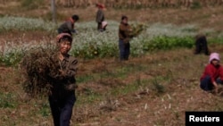  မြောက်ကိုရီးယားတောင်ပိုင်း ဟွမ်ဟေးပြည်နယ်က ဘုံလယ်ကွင်း အလုပ်သမားများ။
