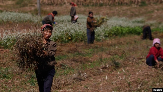 FILE - North Korean farmers work at a collective farm in an area damaged by floods and typhoons, in South Hwanghae province, Sept. 29, 2011.