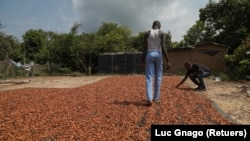 FILE: People drying cocoa beans in Djigbadji inside the Rapides Grah, Ivory Coast. Taken 1.7.2021