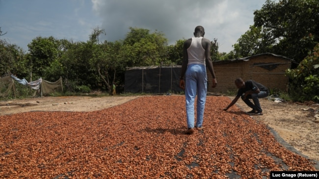 People dry cocoa beans in the Ivorian cocoa farming village of Djigbadji inside the Rapides Grah protected forest on January 7, 2020. Ivorian agents destroyed the village in January, 2020 but when Reuters visited a year later the village was alive once again. (REUTERS/Luc Gnago)