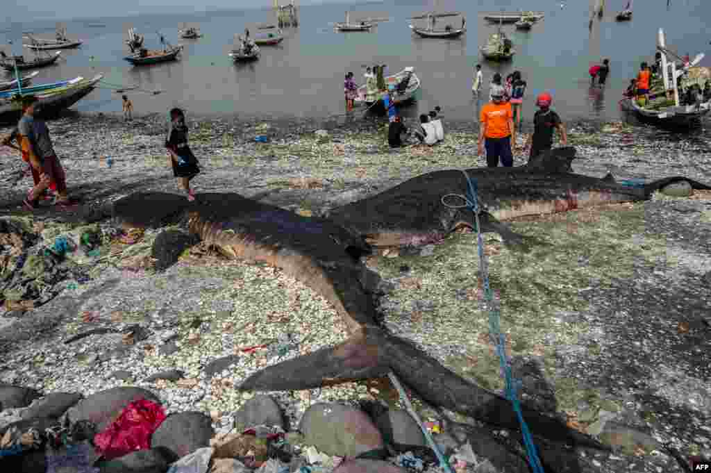 مردم اندونزی به تماشای دو نهنگ مرده رفته اند که تصادفا به دام ماهیگیران افتادند.