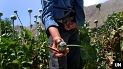 Opium poppy in Afghanistan.