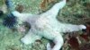 Scientists Blame Virus for Massive Die-off of North American Starfish