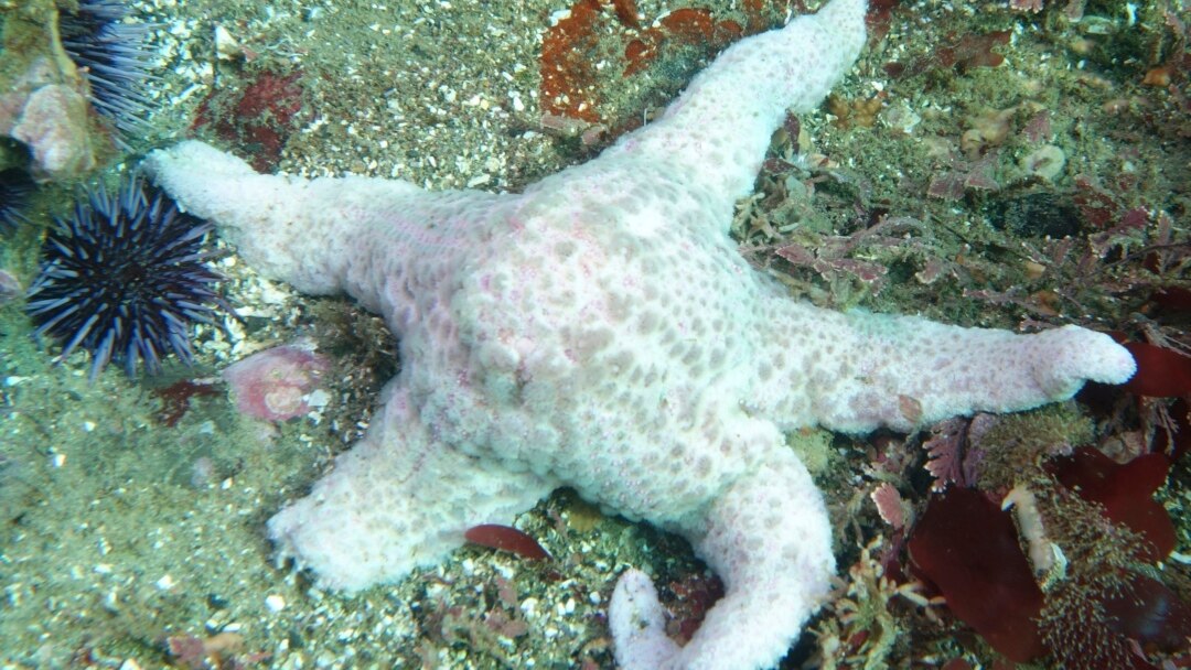 Devastating Starfish Disease May Be Caused by Waterborne Virus