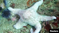 A starfish, also known as a sea star, suffering from a wasting disease epidemic is shown in this handout photo courtesy of Kevin Lafferty of the United States Geological Survey, provided Nov. 17, 2014. 