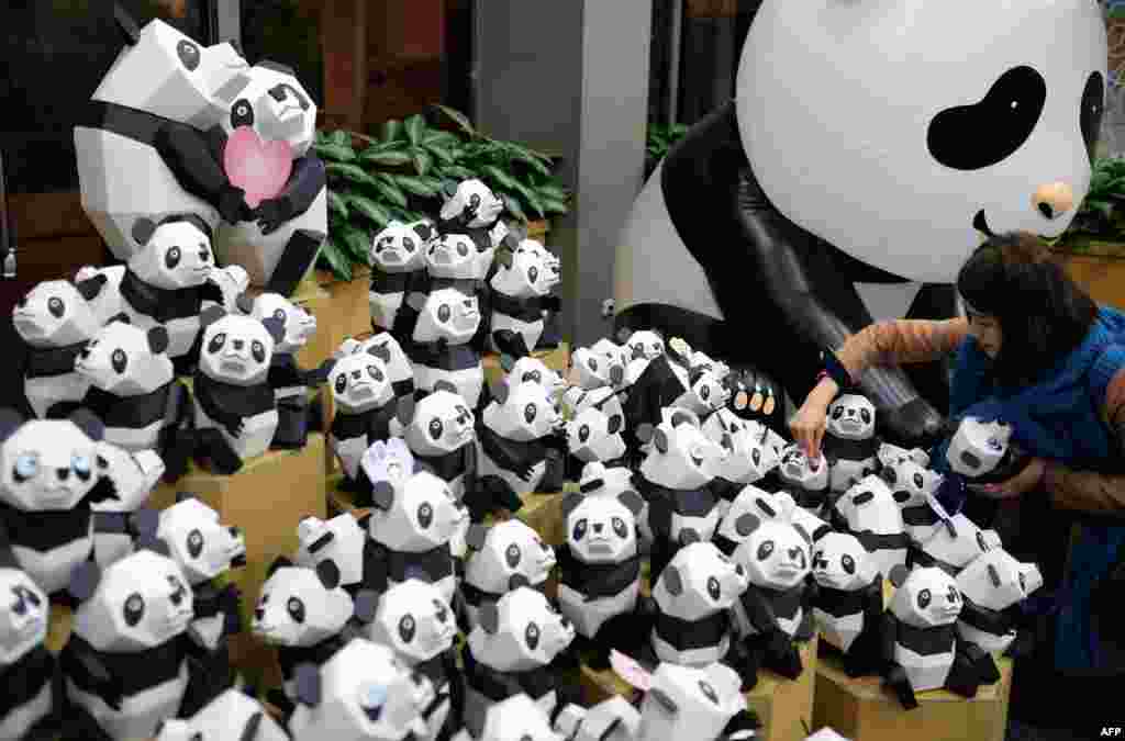 A woman picks a paper panda during a press conference at the Taipei City Zoao, Taiwan. One hundred paper pandas are on display as part of celebrations to mark the zoo&#39;s 100th anniversary which will fall on Oct. 31, 2014.