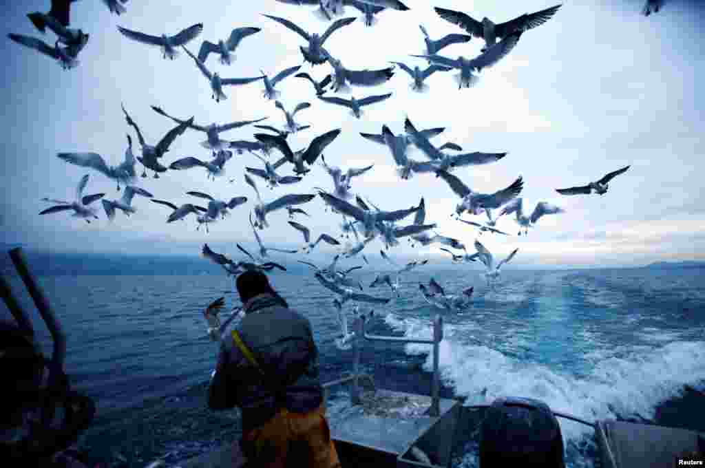 스위스 포트탈반 인근 뇌샤넬 호에서 어부가 갈매기들을 향해 물고기를 던져주고 있다.