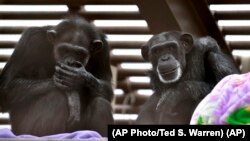 Foxie, right, and Annie, left, two chimps who live at Chimpanzee Sanctuary Northwest near Cle Elum, Wash., during a party for Foxie's 40th birthday. (AP Photo/Ted S. Warren)