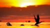 FILE - A cormorant gets a running start to take off from the calm waters of Northeast Harbor, Maine, at sunrise on Oct. 21, 2024.