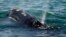 ARCHIVO - Una ballena franca del Atlántico Norte se alimenta en la superficie de la bahía de Cape Cod frente a la costa de Plymouth, Massachusetts, 28 de marzo de 2018. AP Foto/Michael Dwyer.
