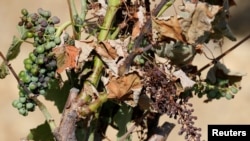 Vineyards affected by drought are pictured in Verzeille near Carcassonne, France, July 16, 2019. 