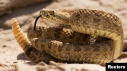 งูหางกระดิ่งขู่เตือนผู้ที่มาเดินป่า ณ อุทยาน Dinosaur Provincial Park