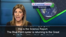 Oysters Return to New York’s Great South Bay