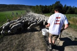 FILE - A shepherd wearing a tee shirt reading 'No to wolves' stands on a trail with sheep on Aug. 27, 2020 in Prevencheres, southern France.