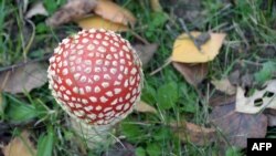 A fly agaric (Amanita muscaria) fungus grows in the western city of Thorigne-Fouillard on November 18, 2013.