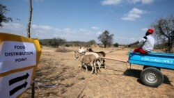 Ezabesifazana: Sikhuluma Ngendlala eseBinga Lemizamo Yokuhlenga Uzulu