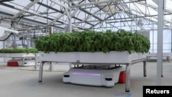 A self-driving robot named Grover carries a module of Genovese Basil plants in the Iron Ox greenhouse in Gilroy, California, U.S. on September 15, 2021. Picture taken September 15, 2021. REUTERS/Nathan Frandino