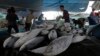 Workers on board a ship sort out fish at a Muara Baru fishing port in Jakarta, Indonesia, Jan.13, 2016. The number of fish caught globally is drastically underreported by about 30 percent according to a study by the Sea Around Us.