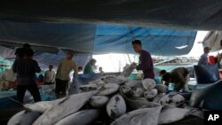 Para nelayan memilih ikan di pelabuhan Muara Baru di Jakarta, Indonesia, 13 Januari 2016. 