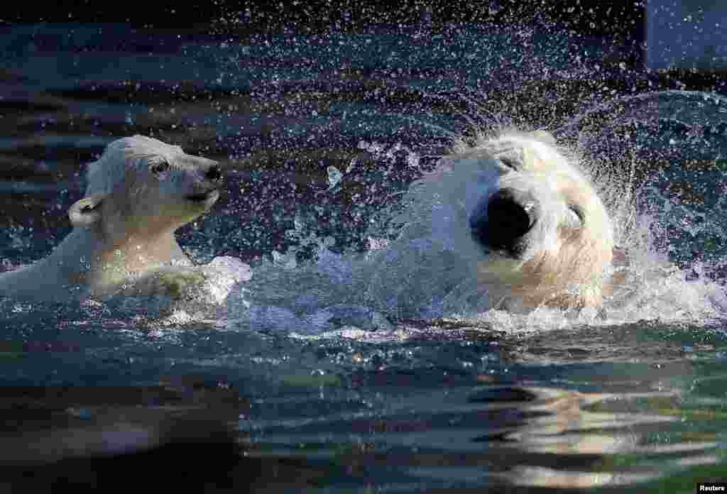 Female Polar bear cub Nanuq plays in the water with it&#39;s mother Sesi during it&#39;s first presentation to the public to mark the international polar bear day at the zoo of Mulhouse, France.