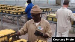 Inmate Joseph Njonge at work in the Stafford Creek Corrections Center conservation nursery. (Tom Banse/VOA)