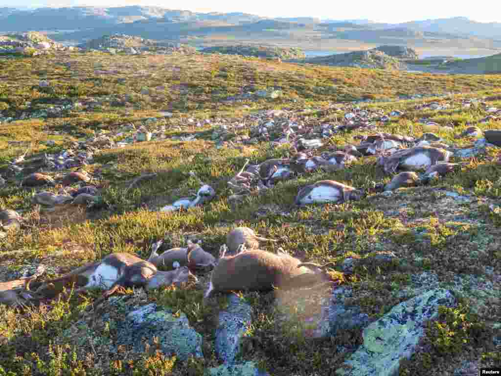 Dead wild reindeer are seen on Hardangervidda in Norway, after lightning struck the central mountain plateau and killed more than 300 of them.