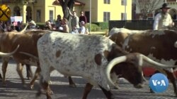 Texas-Super Tuesday WEB