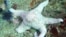 A starfish, also known as a sea star, suffering from a wasting disease epidemic is shown in this handout photo courtesy of Kevin Lafferty of the United States Geological Survey, provided Nov. 17, 2014. 