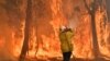 Australia's Most Populous State Declares Wildfire Emergency