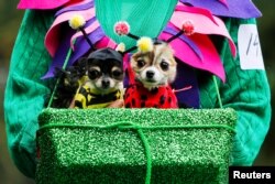 A reveller takes part with her dogs in the annual halloween dog parade at Manhattan’s Tompkins Square Park in New York, U.S. October 22, 2016.