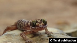 The Tenasserim Mountain bent-toed gecko
