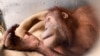 Sempat Diselundupkan ke Malaysia, 9 Orangutan Sumatera Akhirnya Pulang 