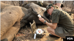 A Veterinarian works on an elephant in Zimbabwe. (C. Mavhunga for VOA)