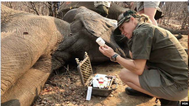 A Veterinarian works on an elephant in Zimbabwe. (C. Mavhunga for VOA)