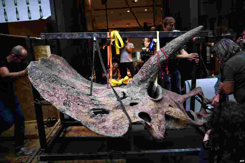 Workers bring the skull of a triceratops into a gallery where it is set to appear ahead of its auction sale at Drouot auction house in October, in Paris, France.