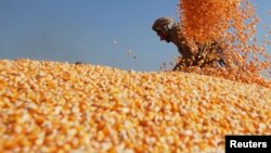 Les subventions à la production de mais pour servir de biocarburant sont jugées particulièrement préjudiciables à la sécurité alimentaire par les ONGs