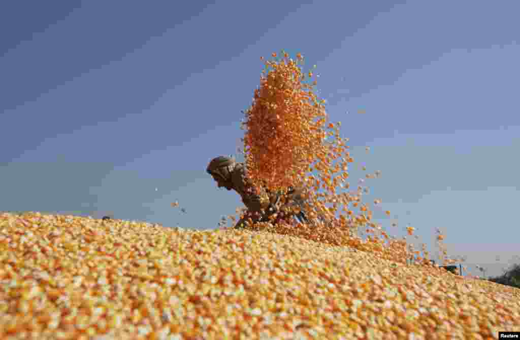 一名劳工在晒剥好的玉米粒，这些玉米粒要拿到巴基斯坦拉合尔的市场去卖。