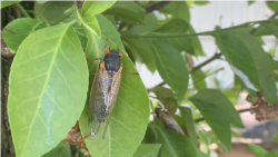 Cicada Dewasa siap mencari pasangannya (foto: Made Yoni/VOA).