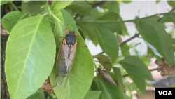 Cicada Dewasa siap mencari pasangannya (foto: Made Yoni/VOA).