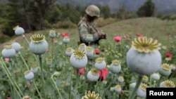 FILE - A soldier stands guard beside poppy plants before a poppy field is destroyed during a military operation in the municipality of Coyuca de Catalan, Mexico, April 18, 2017.
