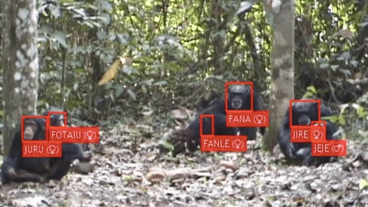 Facial Recognition Now Used to Identify and Follow Animals