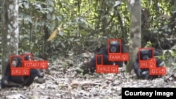 The study by Oxford University researchers used facial recognition technology to collect data on chimpanzees in the wild. (Photo credit: Kyoto University, Primate Research Institute)