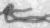 Researchers Develop Antibodies to Treat Ebola Virus