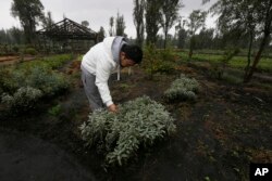 Ichiro Kitazawa, a chef at the Japanese restaurant Rocoi, inspects herbs on a floating garden known as a "chinampa" in Xochimilco in Mexico City, July 13, 2017.