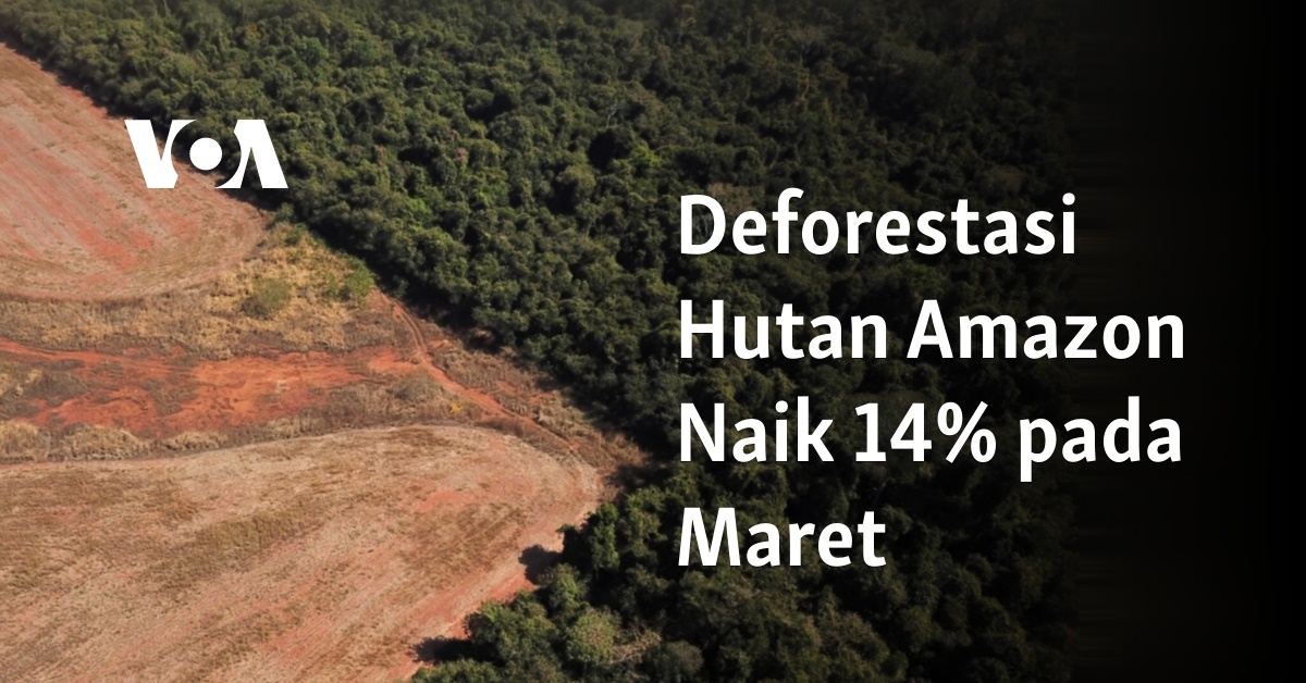 Deforestasi Hutan Amazon Naik 14% Pada Maret