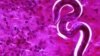 Researchers Exploring Ways to Fight Roundworm Infection