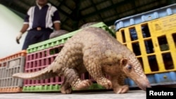 FILE- Poachers covet the pangolin, or scaly anteater, for its scales. Here, a wildlife officer oversees an animal in Kuala Lumpur.