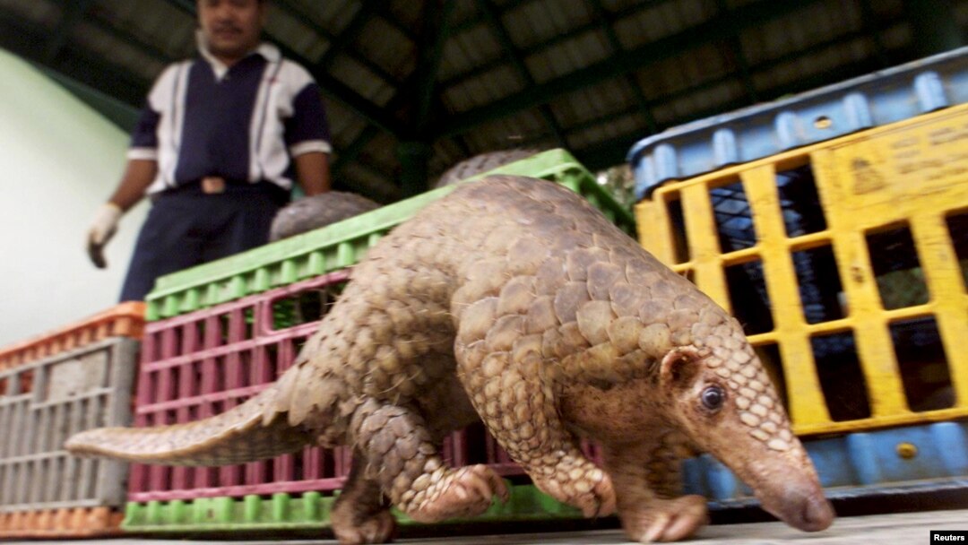 Strong Demand in Illegal Pangolin Trade Leads Countries to Take Action Strong Demand in Illegal Pangolin Trade Leads Countries to Take Action