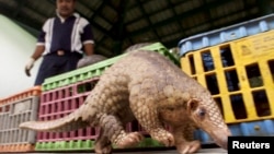 FILE- A Malaysian pangolin walks past cages containing 45 others as a wildlife officer watches in Kuala Lumpur, Aug. 8, 2002. 